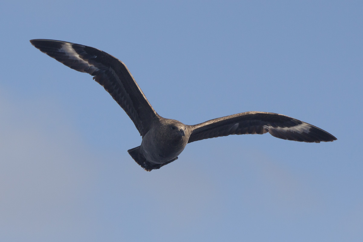 South Polar Skua