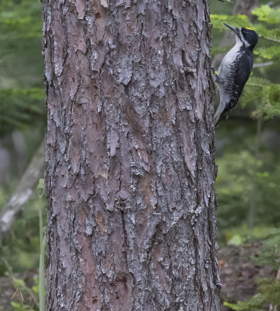 Black-backed Woodpecker