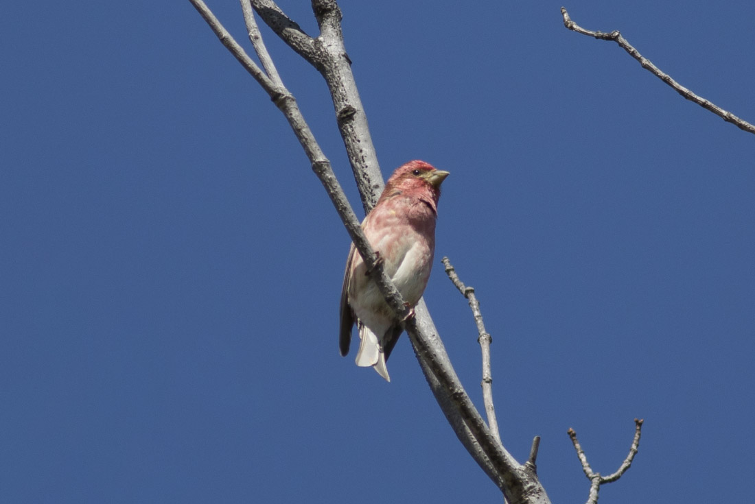 Purple Finch