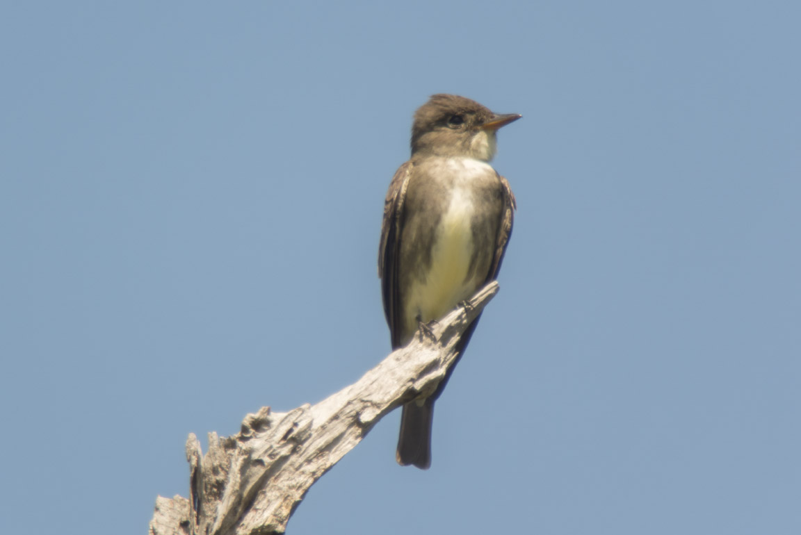 Olive-sided Flycatcher