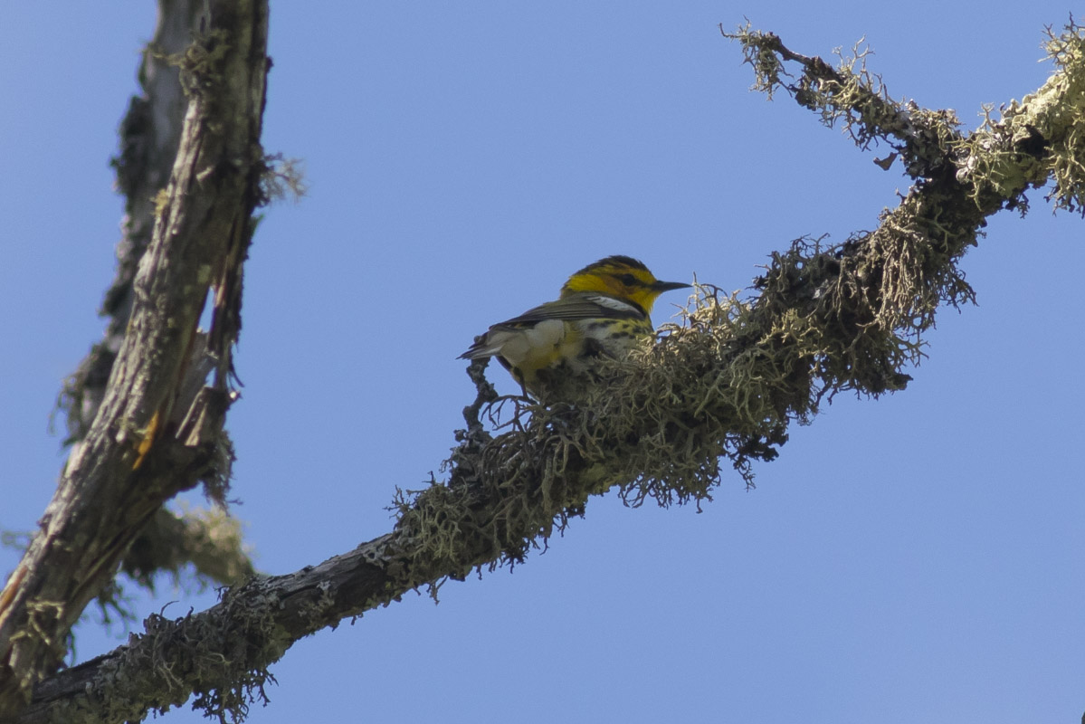 Cape May Warbler