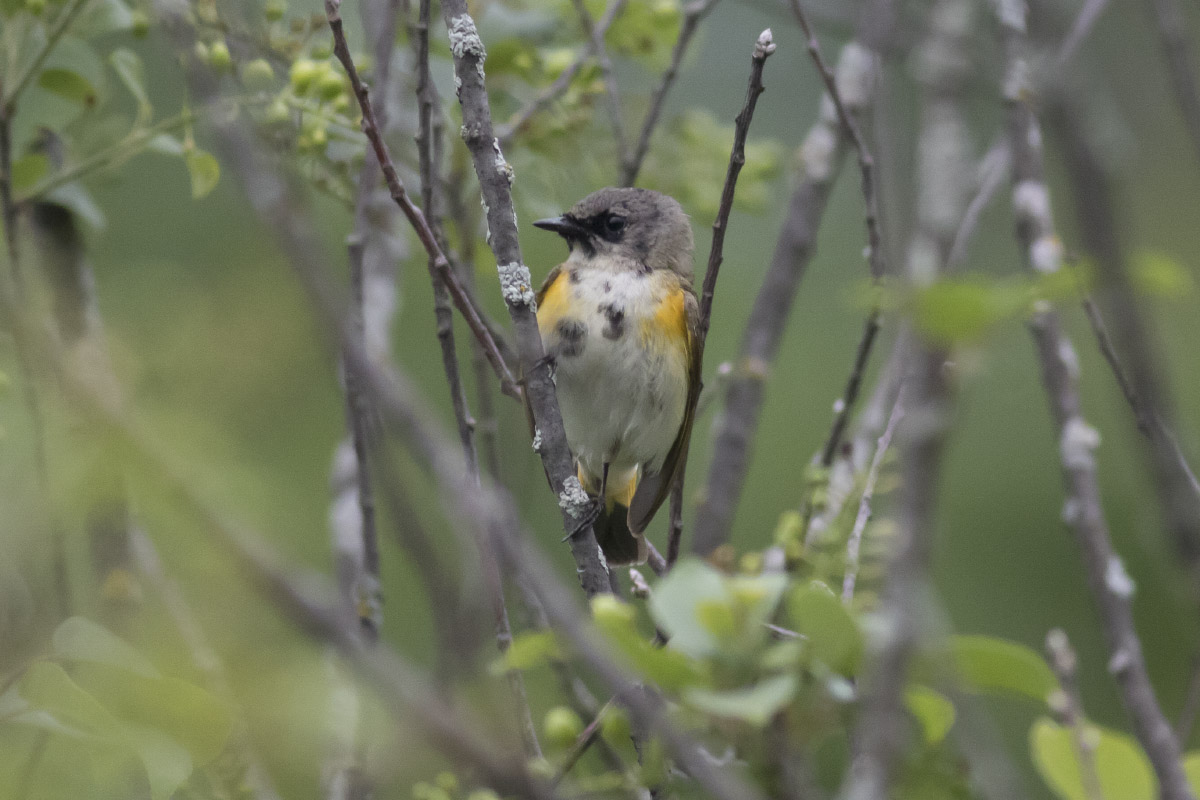 American Redstart