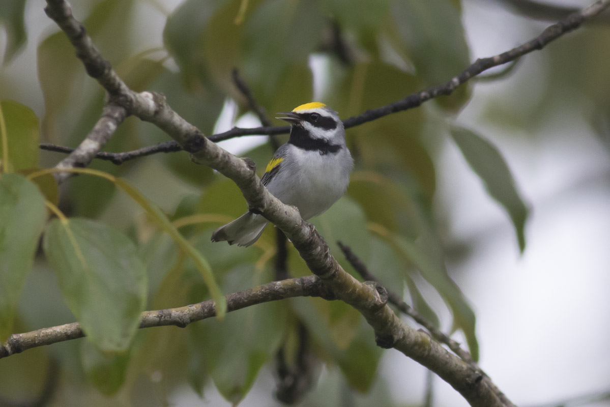 Golden-winged Warbler