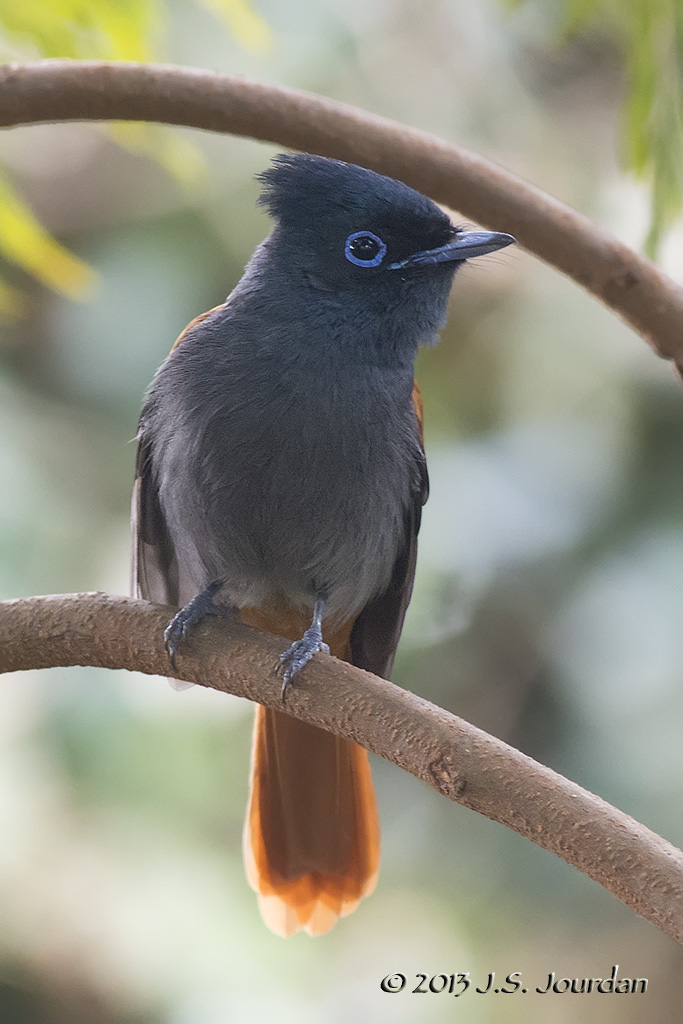 D71_5439_AfricanParadiseFlycatcher.jpg