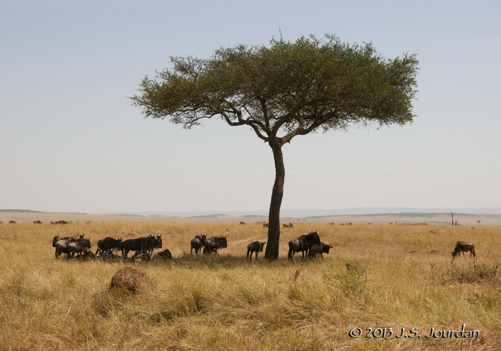 _AFR6256MasaiMara.jpg