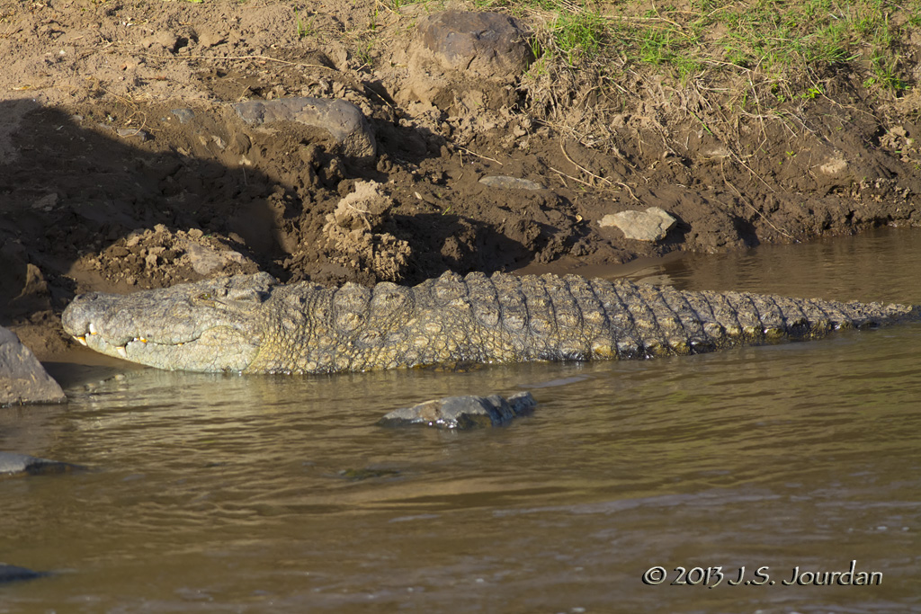 D71_7833Crocodile.jpg
