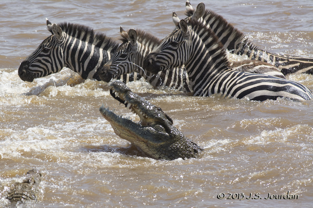 D71_8234Zebra.jpg