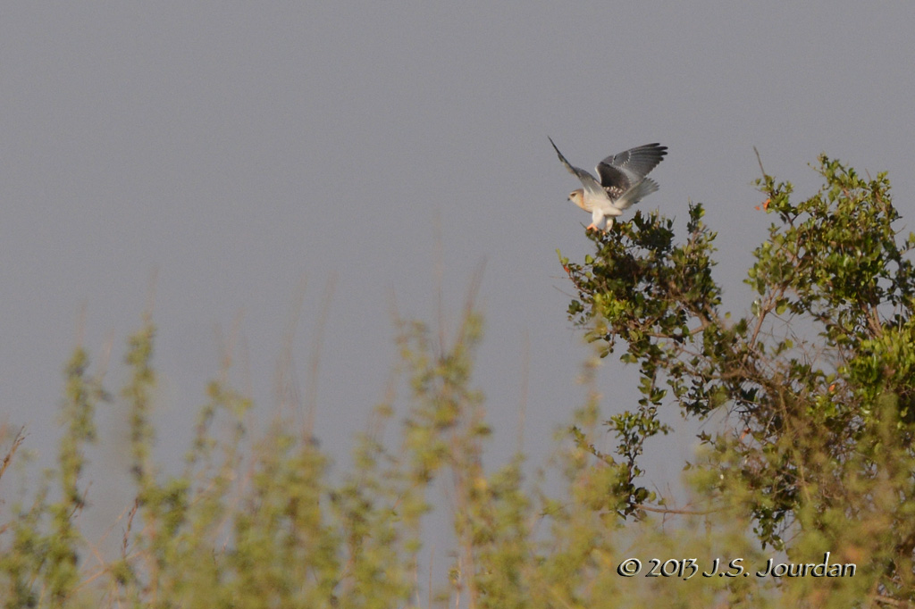 D71_0154BlackshoulderedKite.jpg