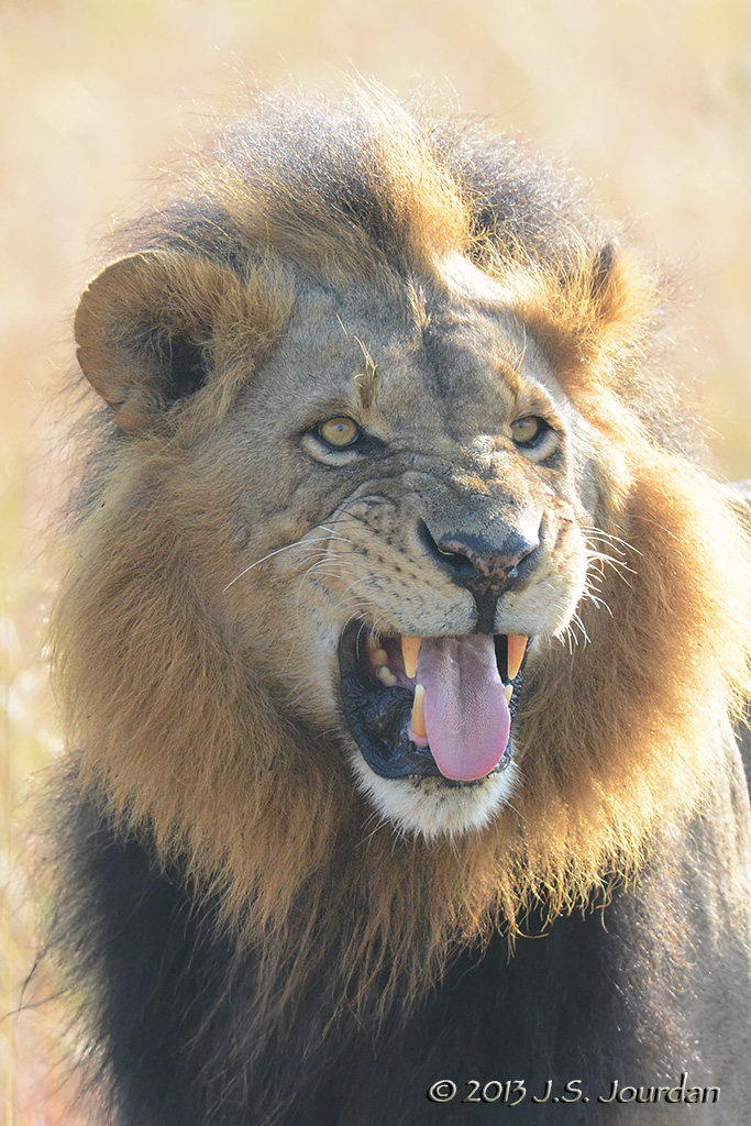 D71_0201Lion.jpg