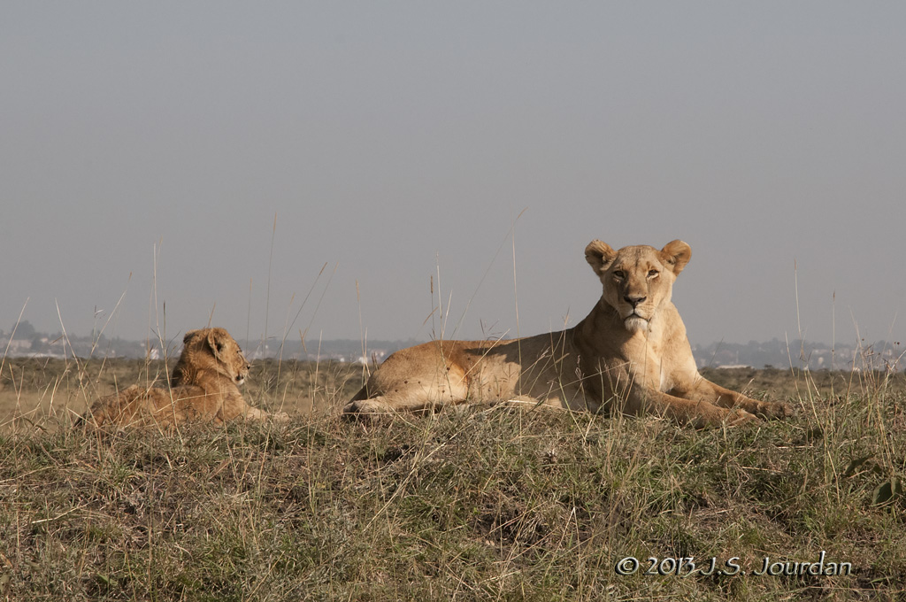 _AFR7071Lion.jpg