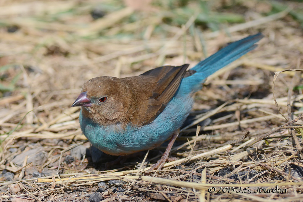 D71_0453RedcheekedCordonbleu.jpg