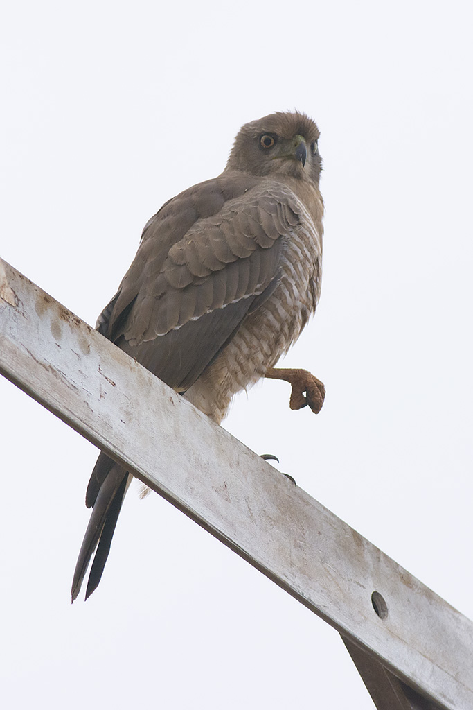 D71_0700AfricanGoshawk.jpg