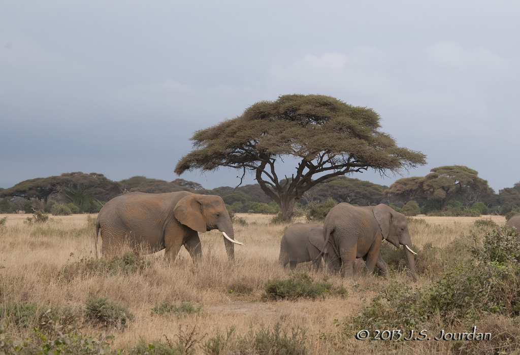 _AFR7264Elephant.jpg