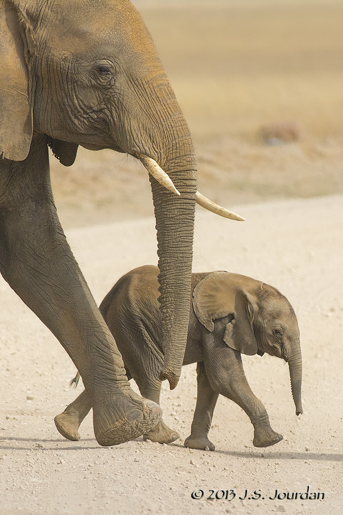 D71_0833Elephant.jpg