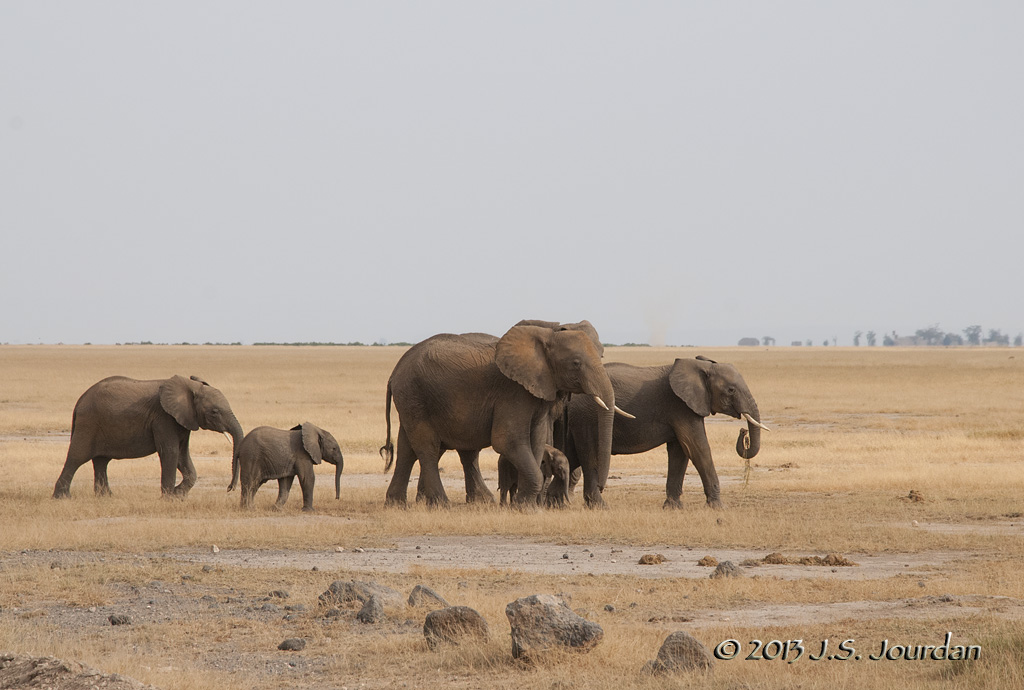 _AFR7300Elephant.jpg