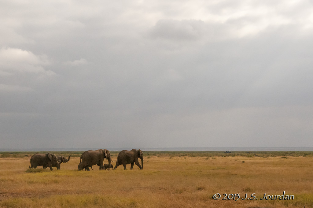 _AFR7308Elephant.jpg