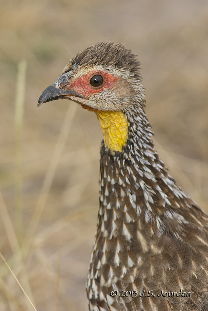 D71_0865YellowneckedSpurfowl.jpg
