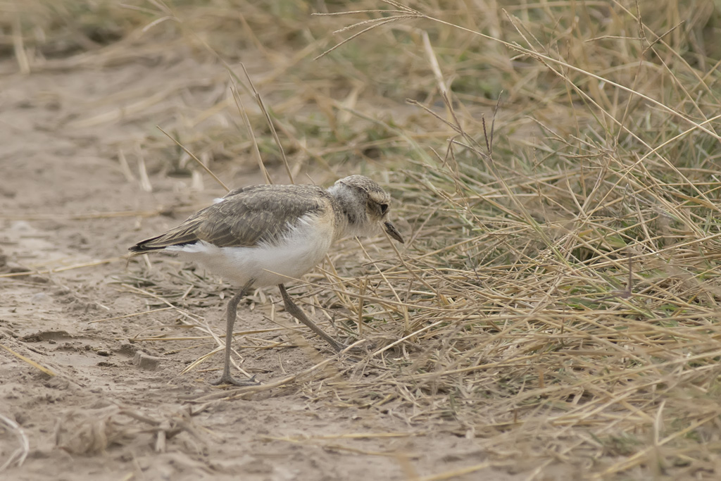 D71_0886KittlitzPlover.jpg
