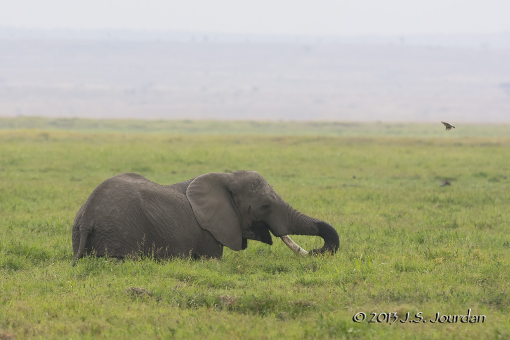 D71_0893Elephant.jpg