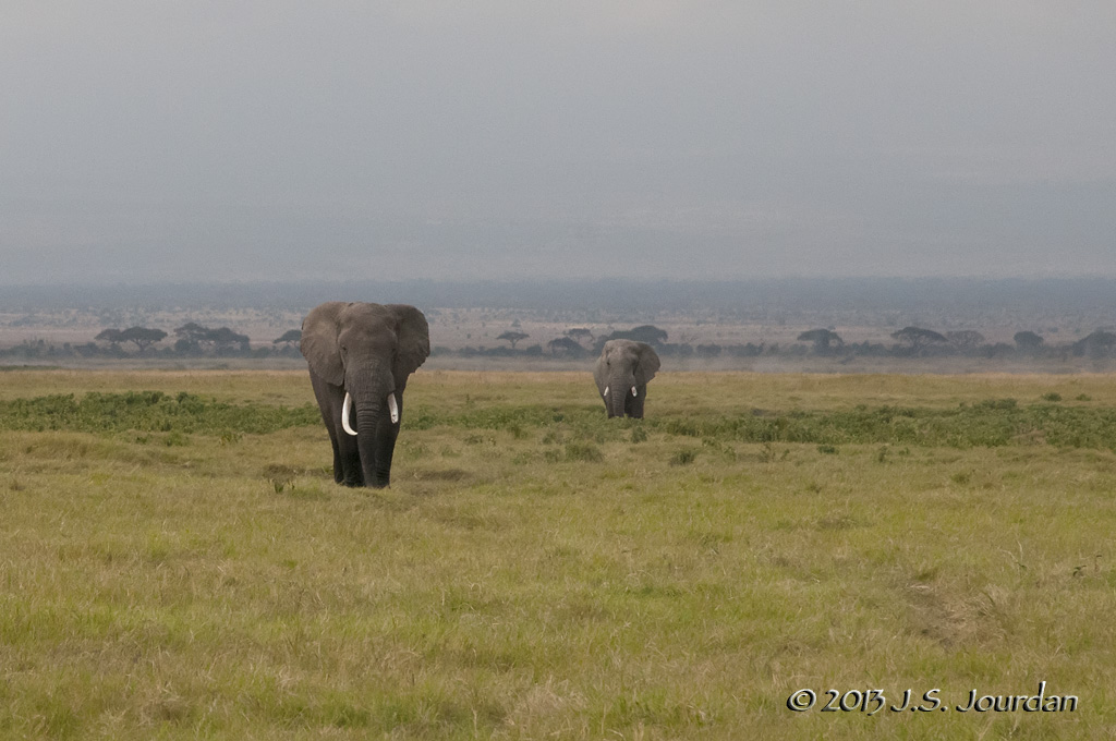 _AFR7339Elephant.jpg
