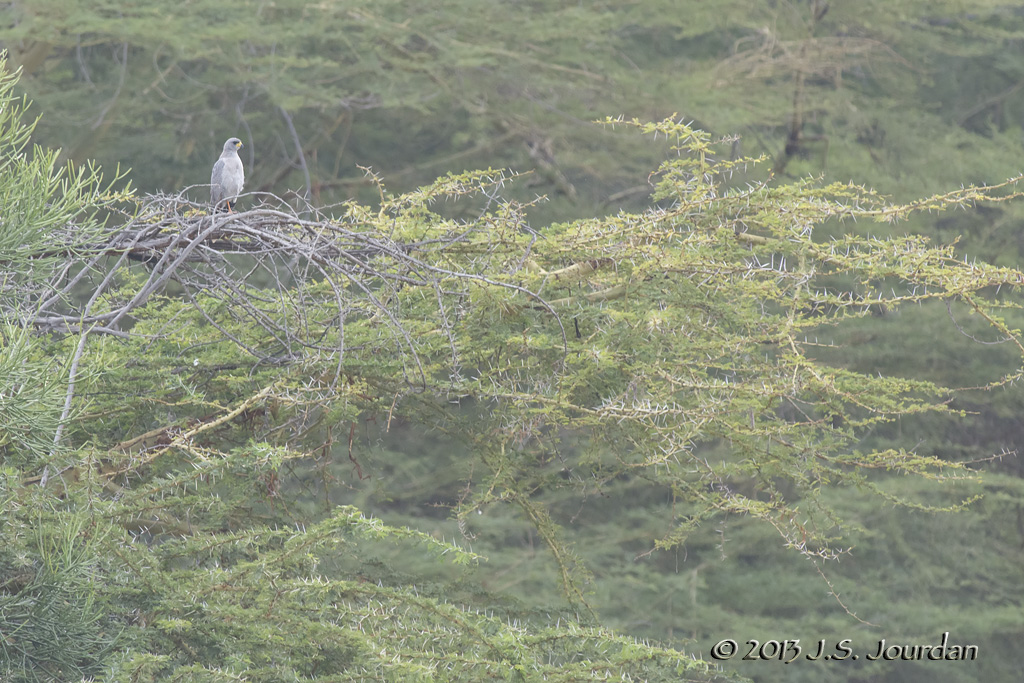 D71_0925EasternChantingGoshawk.jpg