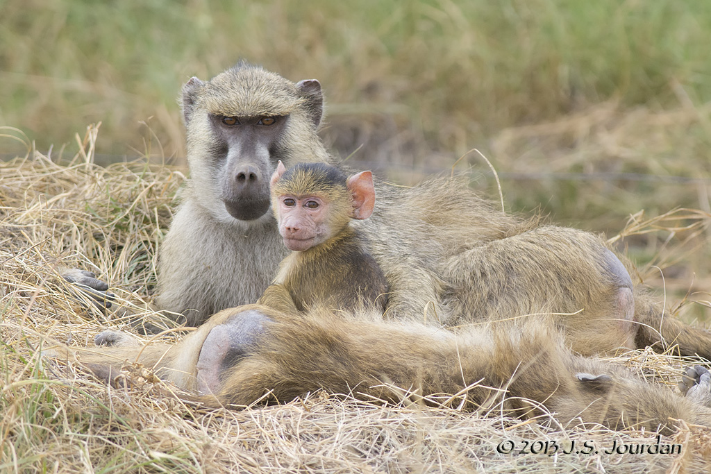 D71_0936OliveBaboon.jpg