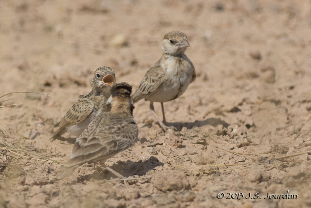 D71_0973FishersSparrowLark.jpg