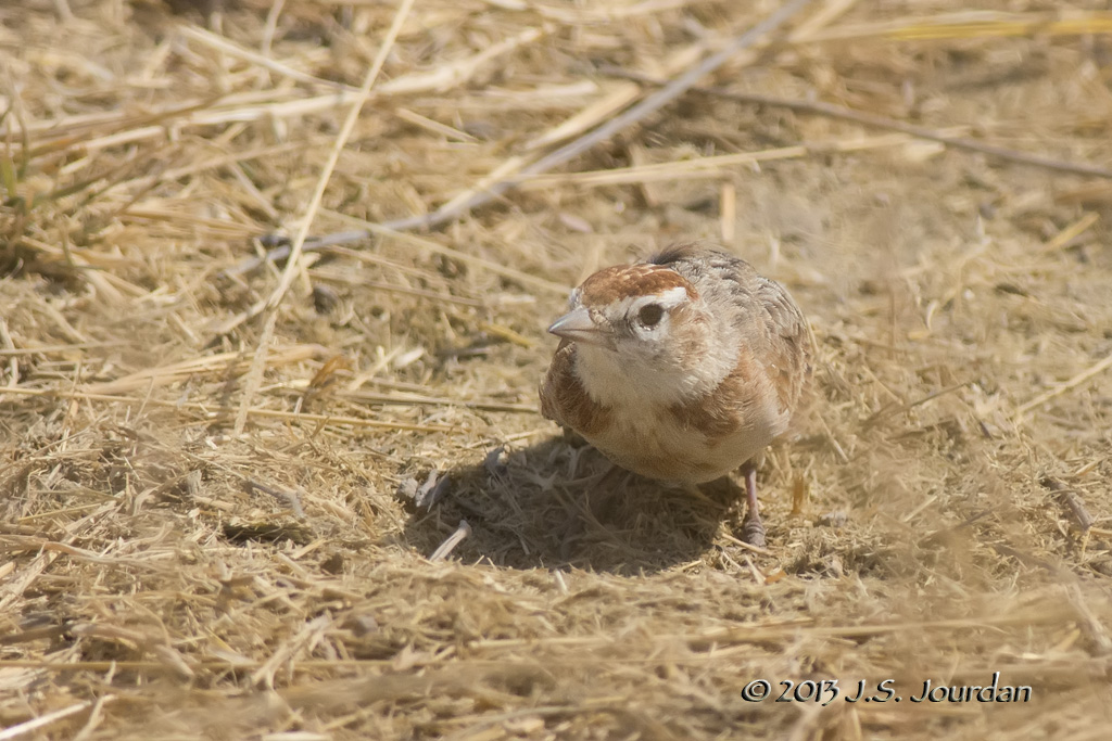 D71_0988RedcappedLark.jpg