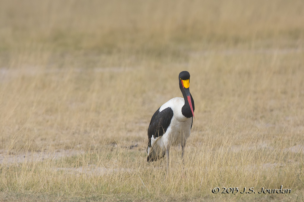 D71_1012SaddlebilledStork.jpg