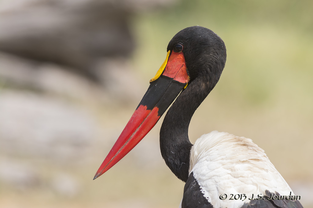 D71_1028SaddlebilledStork.jpg