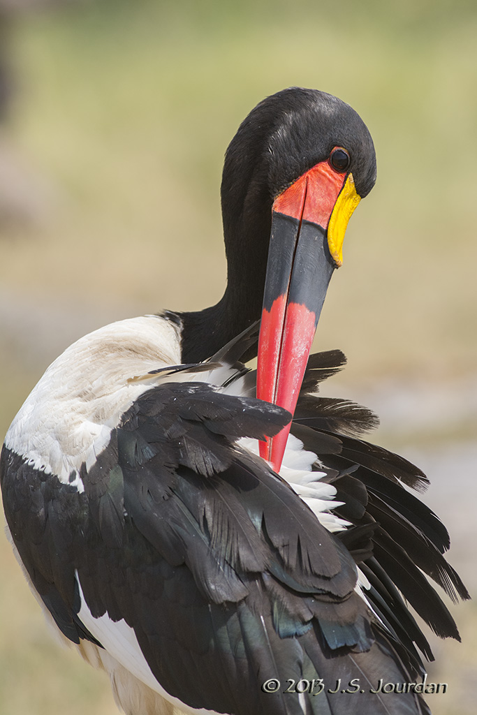D71_1041SaddlebilledStork.jpg