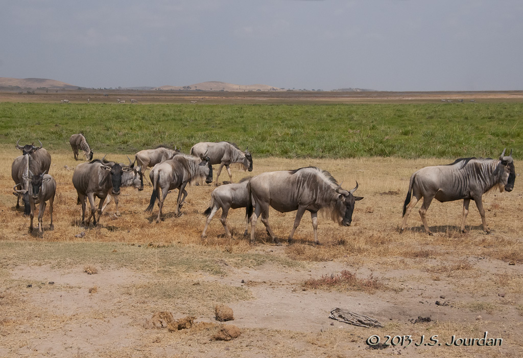 _AFR7371Wildebeest.jpg