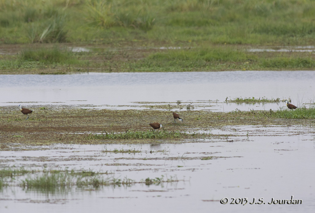D71_1103AfricanJacana.jpg