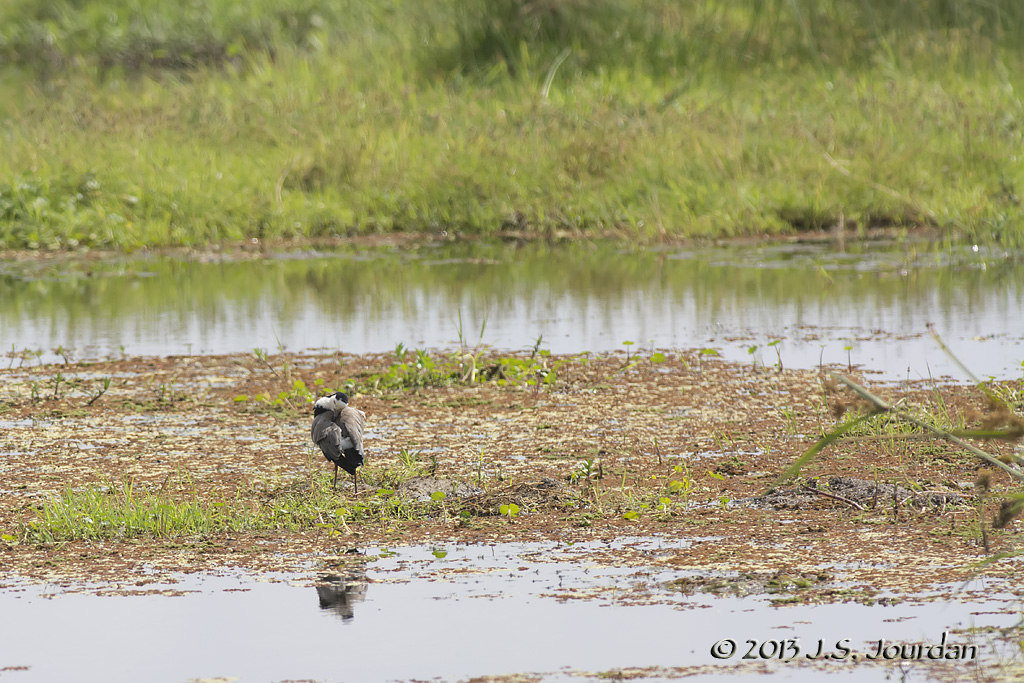 D71_1120LongtoedLapwing.jpg