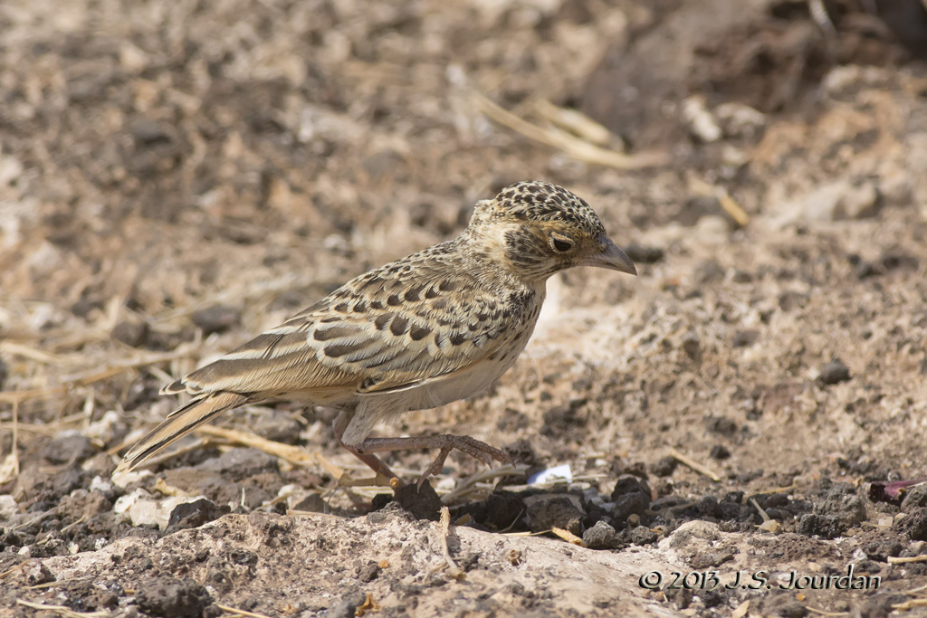 D71_1171FishersSparrowLark.jpg