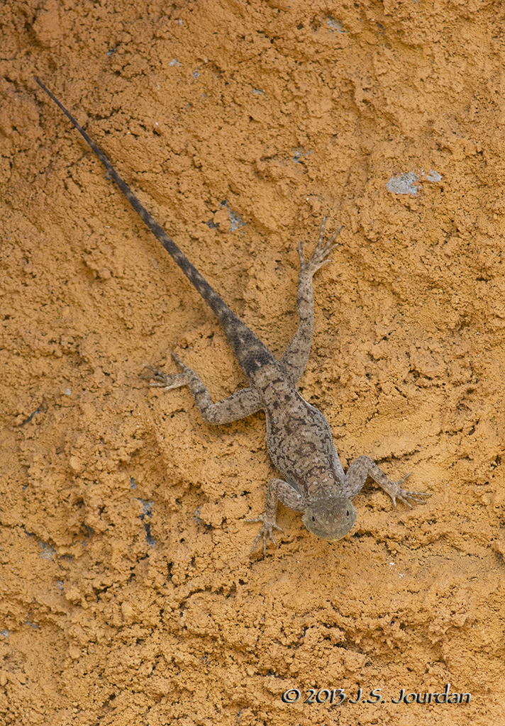 D71_1265Lizard.jpg
