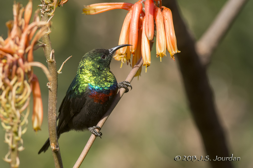 D71_1317MaricoSunbird.jpg