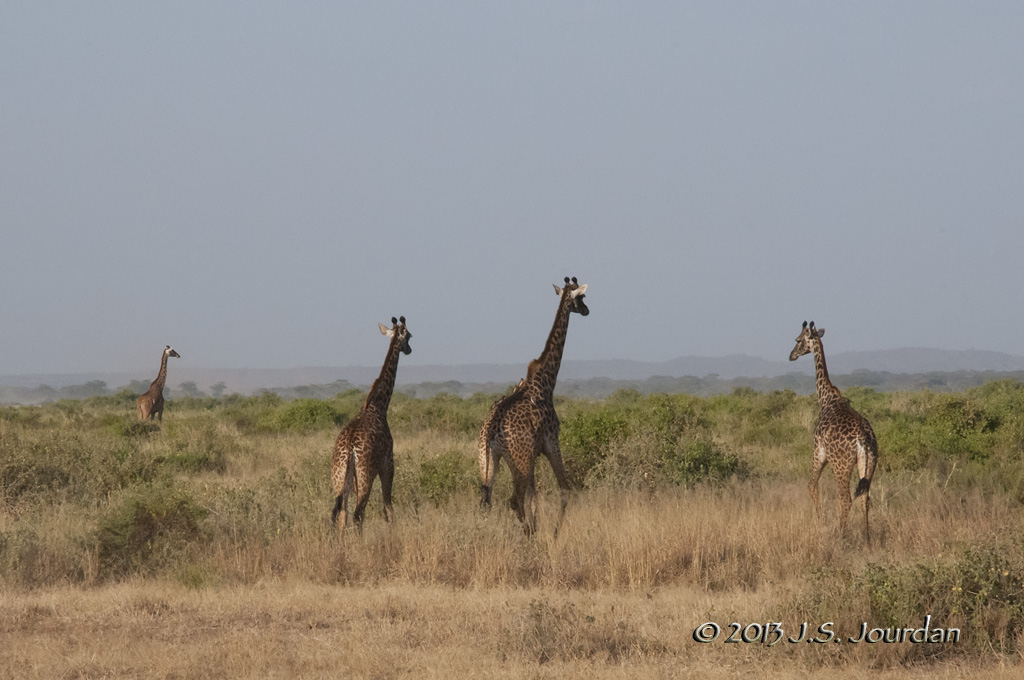 _AFR7449Giraffe.jpg