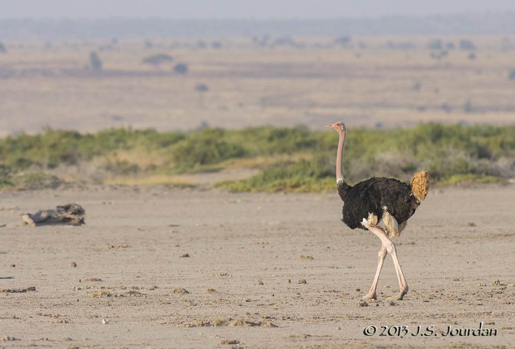 D71_1378Ostrich.jpg