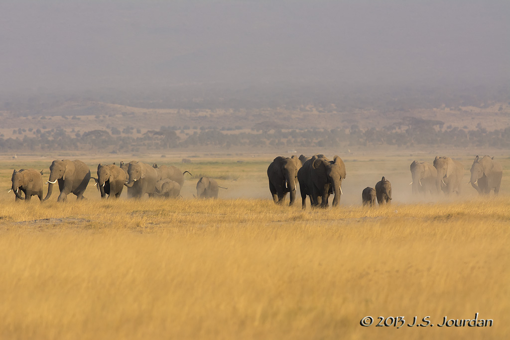D71_1405Elephant.jpg