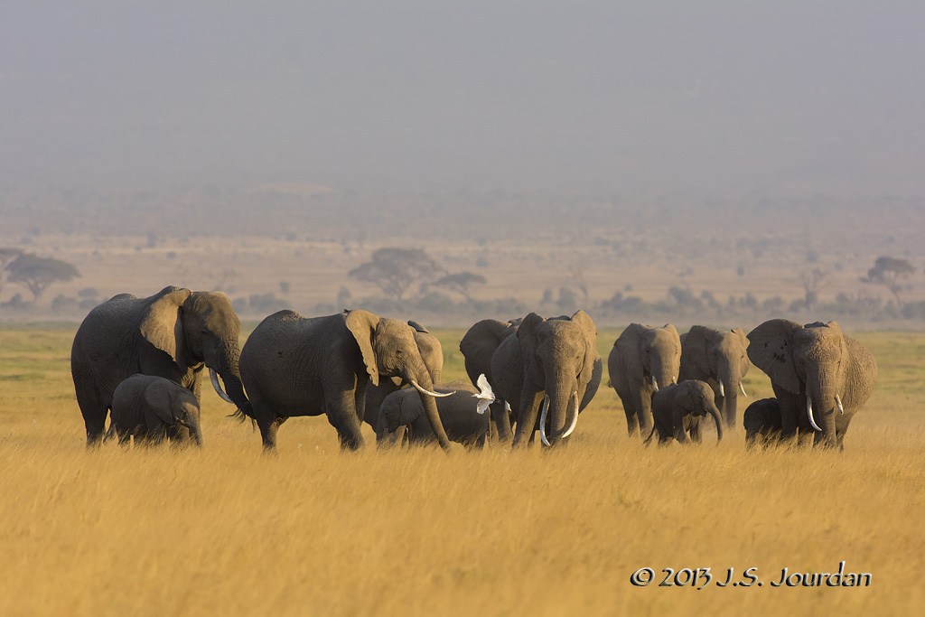 D71_1407Elephant.jpg