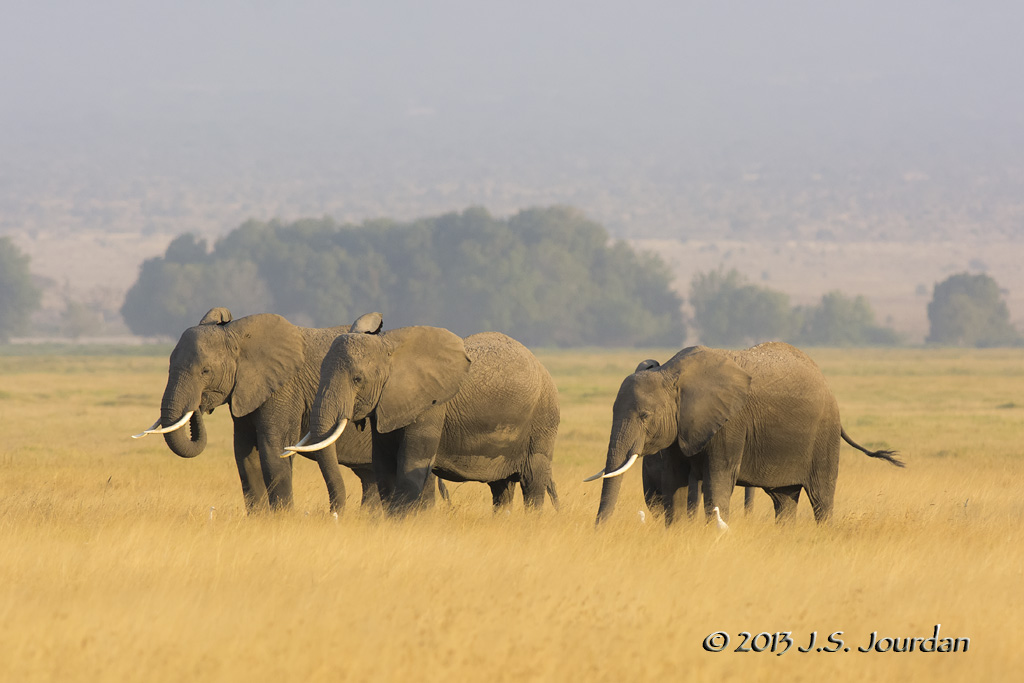 D71_1410Elephant.jpg