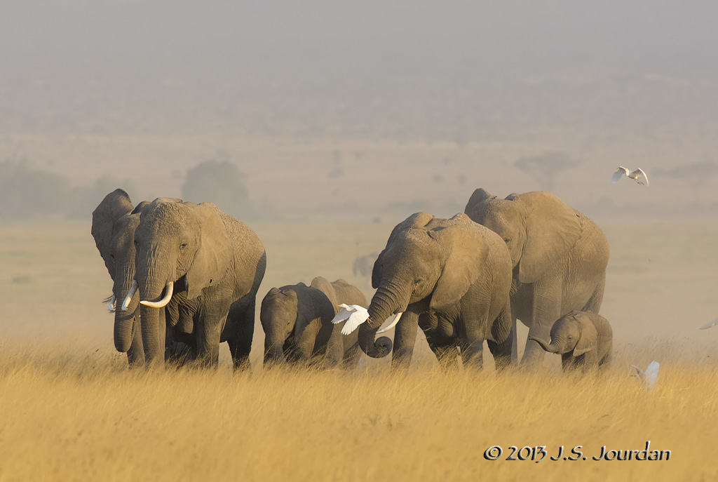 D71_1422Elephant.jpg