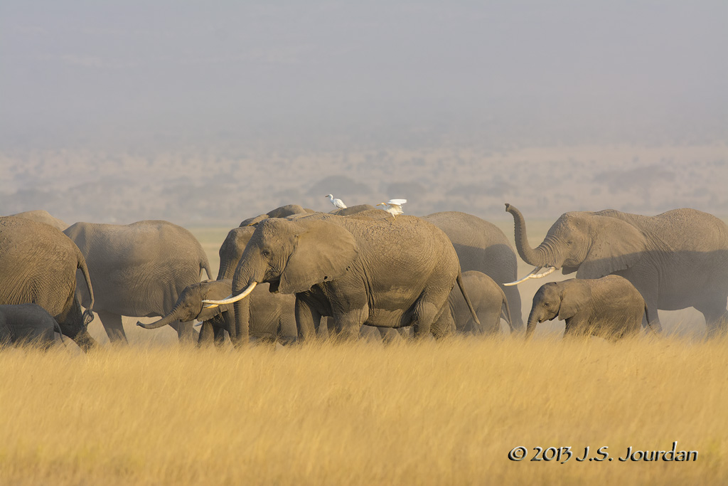D71_1427Elephant.jpg