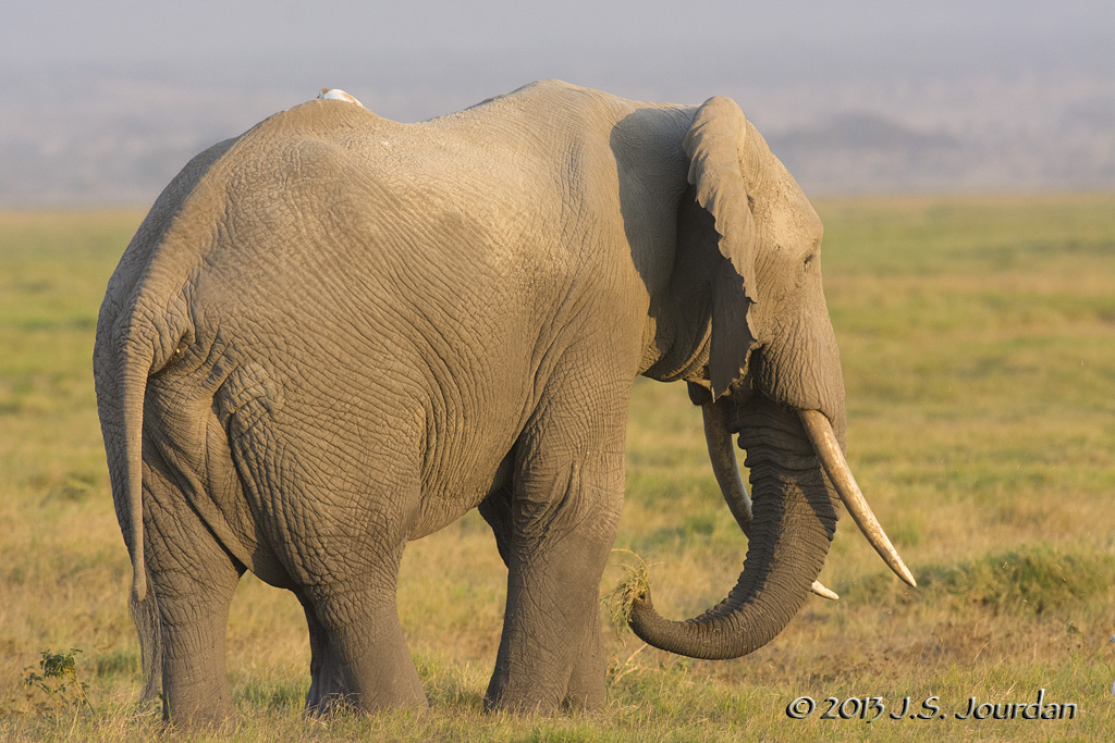 D71_1454Elephant.jpg