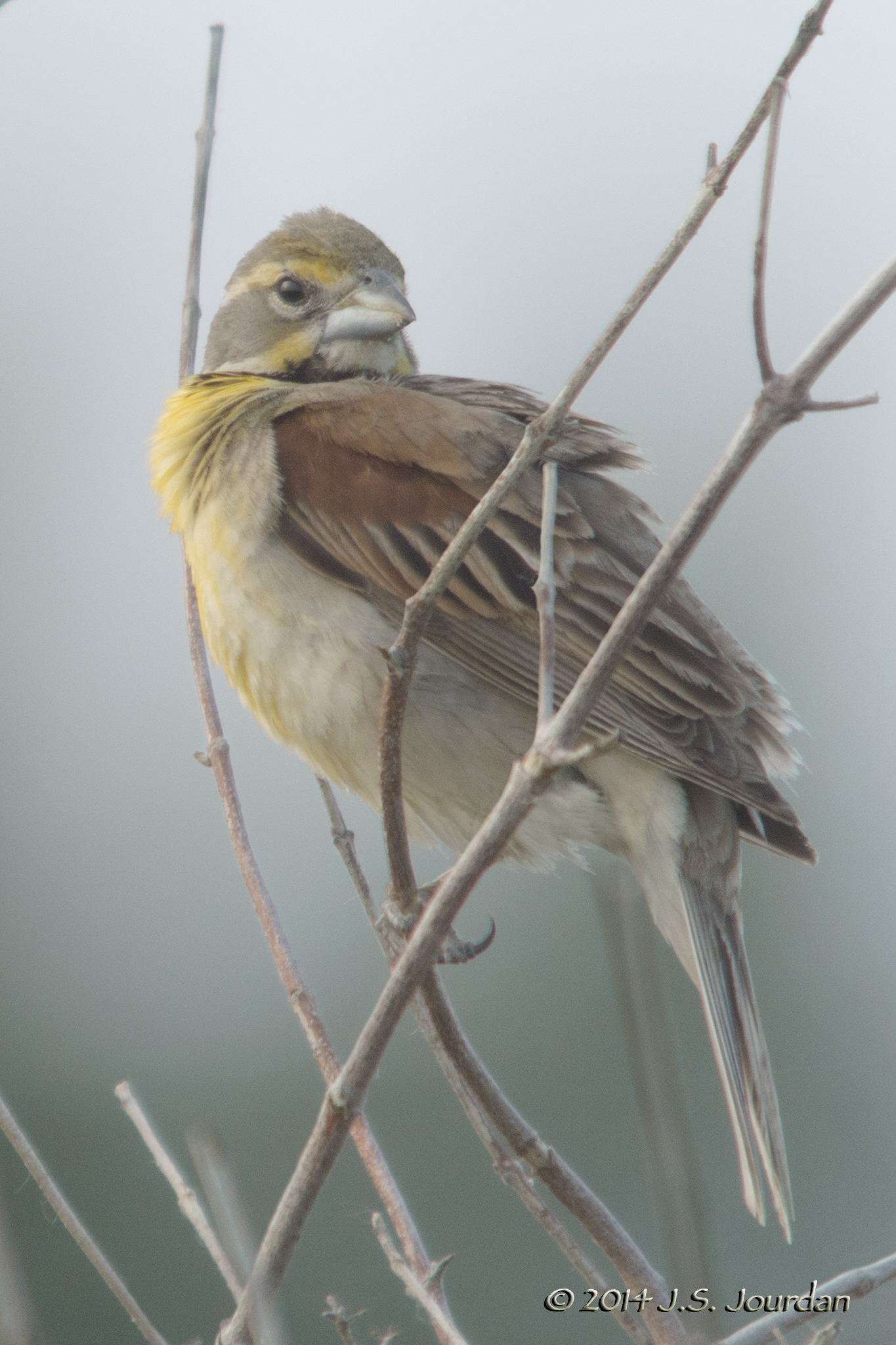 DSC05458Dickcisselb.jpg