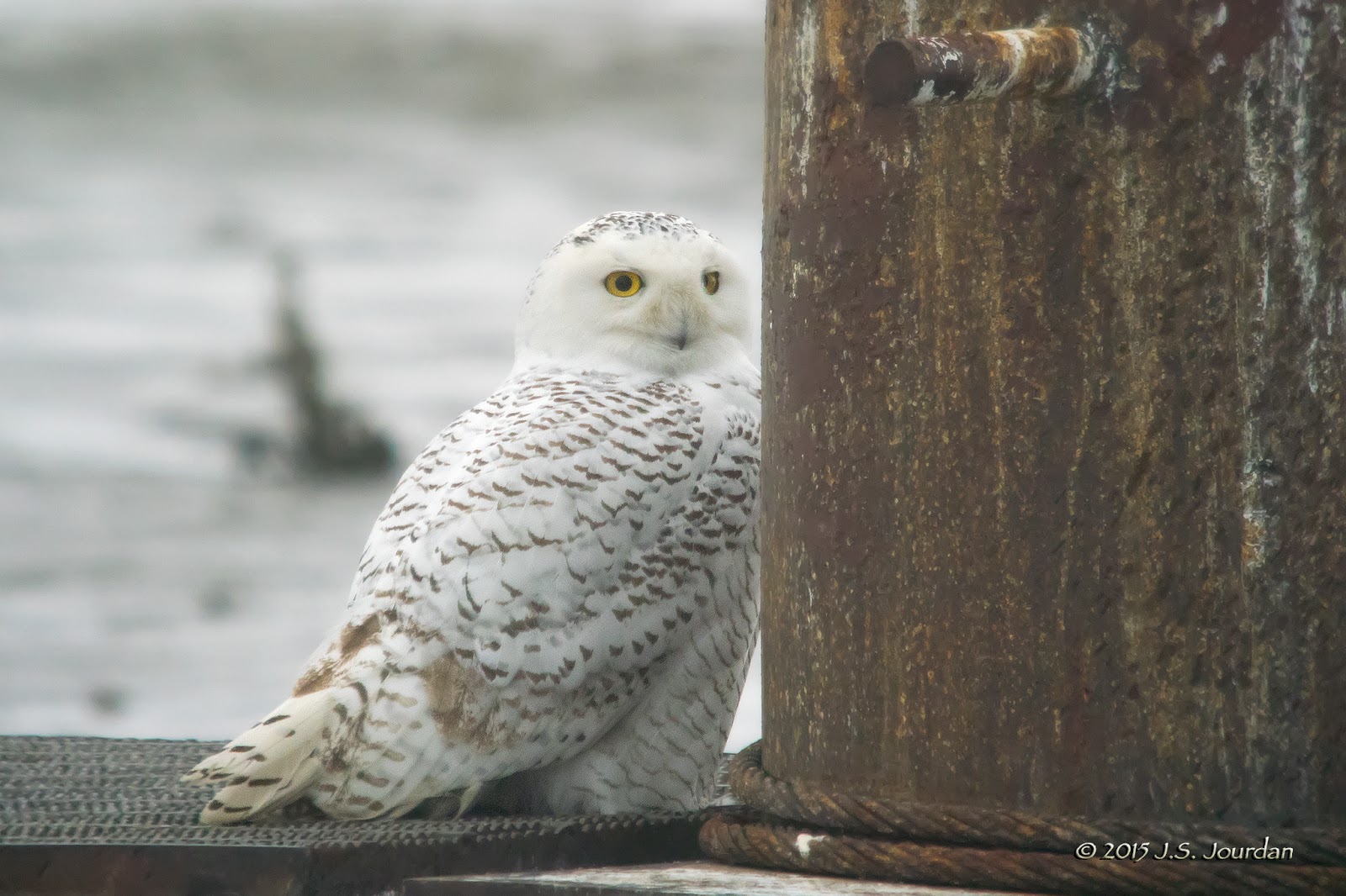 DSC_0906SnowyOwl-2.jpg