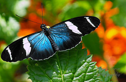 Butterfly Blue