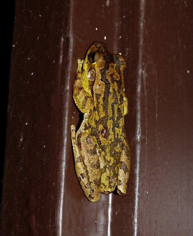 Cuban Treefrog - <i>Osteopilus septentrionalis</i>