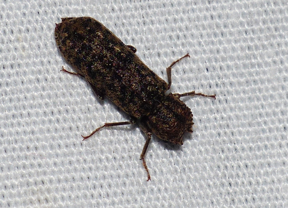 Horned Powder-post Beetle - <i>Lichenophanes bicornis</i>
